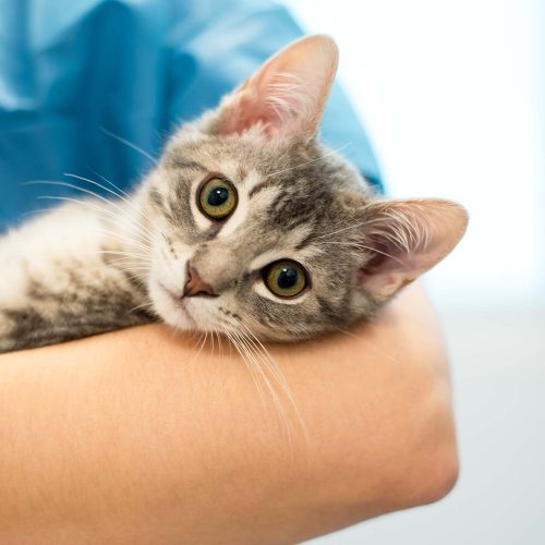 Kissanpentu lepää hoitajan käsivarrella
